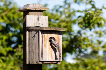 birdhouse and Black-capped Chickadee