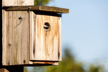 birdhouse and Black-capped Chickadee