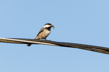 insects  and Black-capped Chickadee