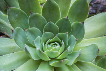 Houseleek succulent closeup with green geometrical shaped leaves 