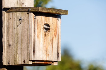 birdhouse and Black-capped Chickadee