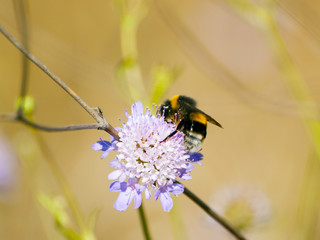 A bumblebee pollinating a flower on springtime