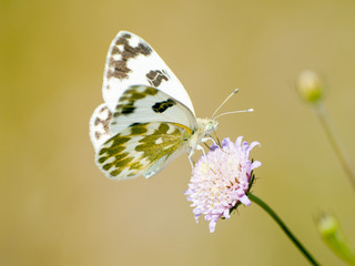 White buttefly pollinating a flower on springtime