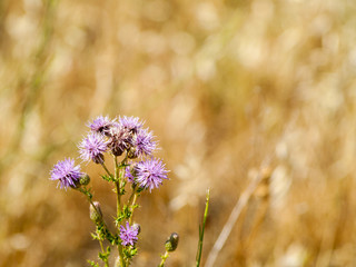 Purple flower on blooming at springtime