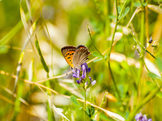 Brown butterfly pollinating a flower on springtime