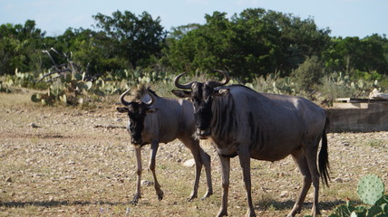 Obraz na płótnie Canvas Standing Wildebeest