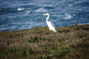 White heron (white egret) spotted at seashore at seacoast of California.