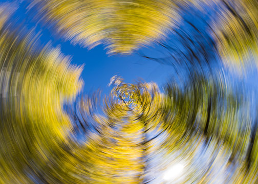 Colorful aspen trees photographed with creative spin effect during fall near Aspen, Colorado.