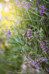 Lavender purple flowers with bees gathering the nectar and summer sun glare