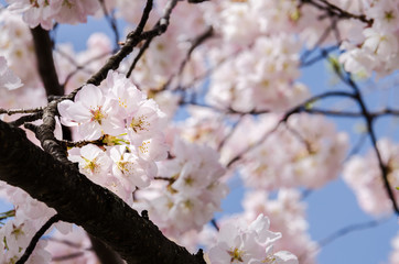 Obraz premium Sakura Cherry Blossom in Washington DC