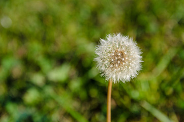 Macro view of a single dandelion against a grassy background