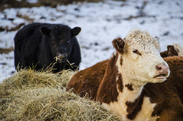 Black and brown and white jersey cows eating hay during a snowy winter