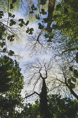Looking up through mix of trees in a forest towards a blue sky - 162573407