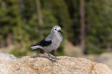 A clark's nutcracker bird in the Rocky Mountains in Colorado with pine trees in the background