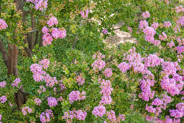 pink crape myrtle foliage and flowers, rich texture