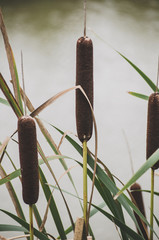 Three cattail reed plants near the water - 162573631