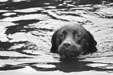 dog swimming in the water, head sticking out - 162573681