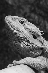 bearded dragons head, black and white, spiky and rough textures - 162573836