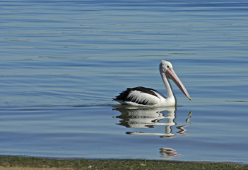 Australian pelican swimming in water with reflection 