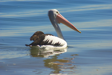 Fototapeta na wymiar Australian Pelican in tranquil water with reflections