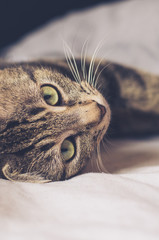 tabby cat with big green eyes lying on a side in bed sheets - 162574087