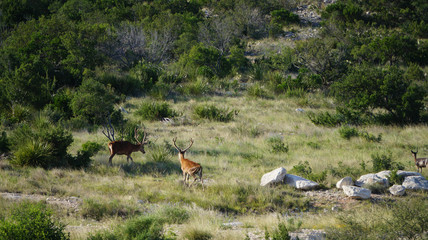 Red Stag Deer 