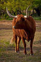 Steer at Sunrise
