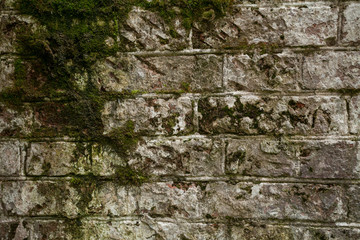 old brick wall overgrown with moss