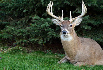 big buck with large antlers in woods