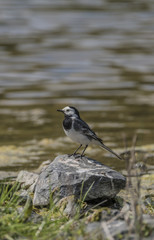 Wagtail bird near lake in spring