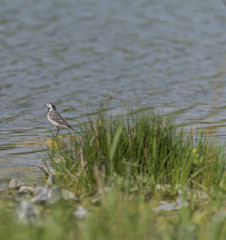 Wagtail bird near lake in spring
