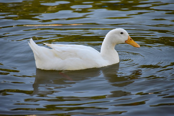 White duck