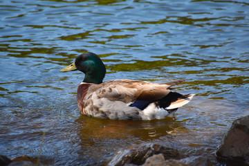 Swimming mallard