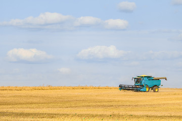 Blue combine harvester working on the harvest in a field. Agricultural background with copy space.