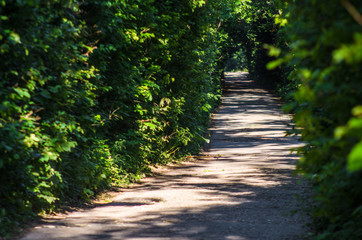 Magic forest road