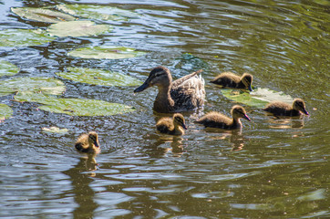 Duck with ducklings in the pond