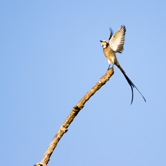 Callithrix jacchus
