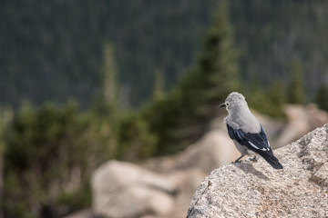 A clark's nutcracker bird in the Rocky Mountains in Colorado with pine trees in the background