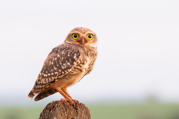 Burrowing Owl