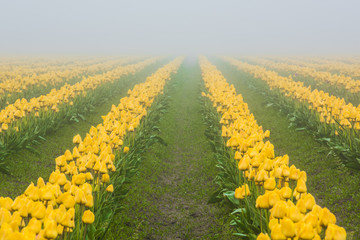 Fototapeta premium Rows of yellow tulips in field in foggy, misty morning during overcast, gloomy weather