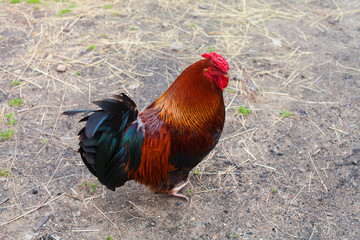 Rooster in a farmyard