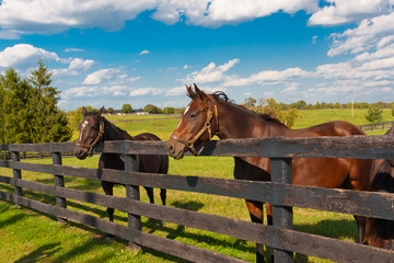 Fototapeta premium Konie na farmie koni