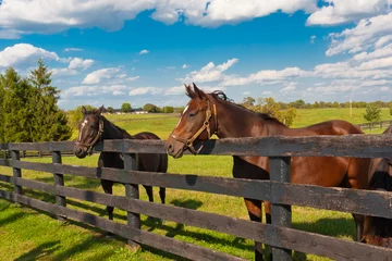 Poster Horses at horse farm © volgariver