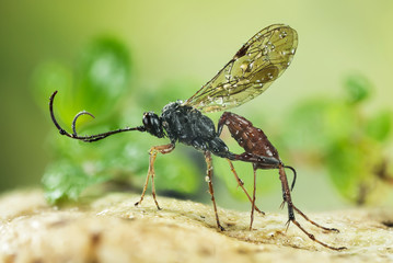 Macro Focus Stacking - Ichneumon Wasp, Cryptus albitarsis, Wasp