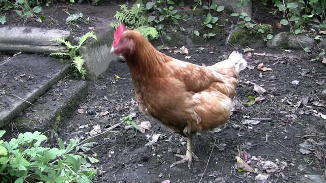 Rhode Island Red chicken pauses, standing on one leg as it ponders what to do next while feeding in a domestic garden.