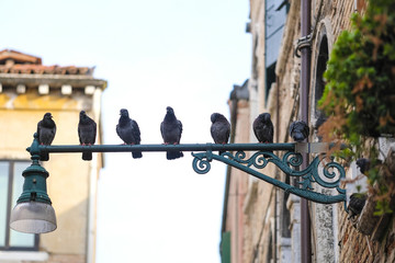 Naklejka premium Pigeons sit on a town lamp