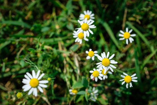 camomiles close up