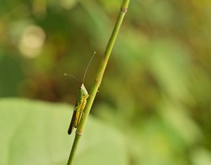 grasshopper / Green grasshopper on bamboo branch