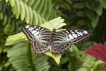 Fototapeta na wymiar Butterfly 2017-69 / Butterfly on a fern