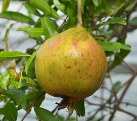 Green pomegranate is growing on the tree blurred background.